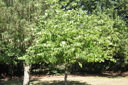 Cercis canadensis 'Alba' — photo 2